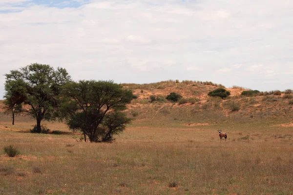 金银花或金银花 Oryx Gazella 耸立在沙漠中央 背景为红色沙丘 卡拉哈里沙漠的典型地貌 — 图库照片