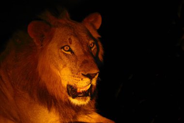 Güney aslanı (Panthera leo melanochaita) aynı zamanda Doğu-Güney Afrika aslanı veya Doğu-Güney Afrika aslanı veya Panthera leo krueger.Karanlıkta saklanan büyük erkek..