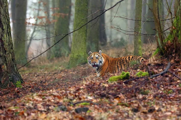 속에서 시베리아 호랑이 Panthera Tigris Tigris 호랑이 Panthera Tigris Altaica — 스톡 사진