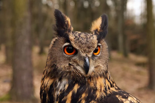 Coruja Águia Eurasiática Bubo Bubo Retrato Floresta — Fotografia de Stock