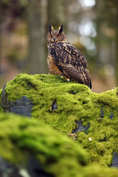 Eurázsiai Sasbagoly Bubo Bubo Portré Erdőben Sasbagoly Erdőben Egy Sziklán — Stock Fotó