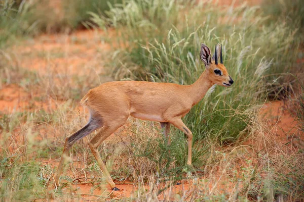 Çalılıklardaki Steenbok (Raphicerus campestris). Kırmızı kum tepelerindeki antilop.