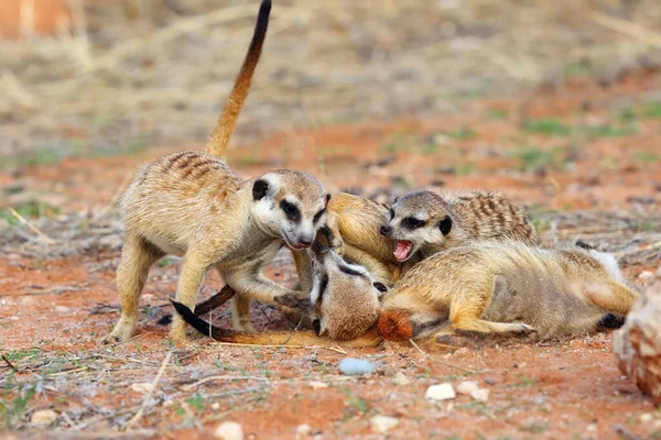 Meerkat Nebo Suricate Suricata Suricatta Hraní Mládež — Stock fotografie