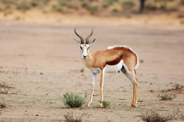 Mâle Adulte Springbok Antidorcas Marsupialis Dans Désert Antilope Sur Sable — Photo