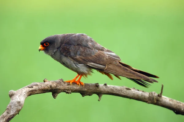 Den Rödfotade Falken Falco Vespertinus Tidigare Västerländsk Rödfotad Falk Hane — Stockfoto