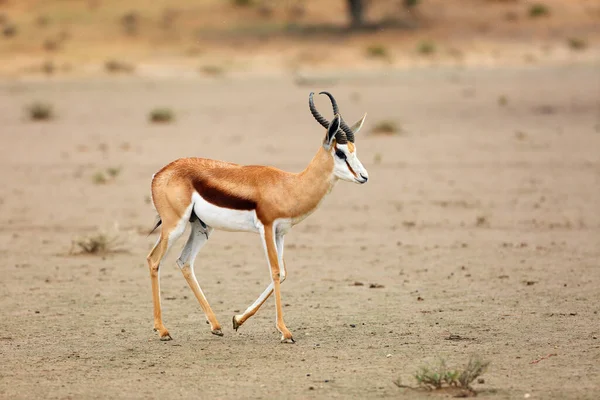 Springbok Antidorcas Marsupialis Volwassen Mannetje Woestijn Antilope Het Zand — Stockfoto