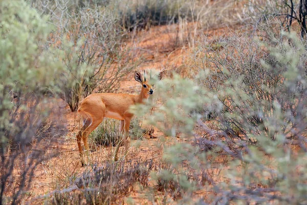 Steenbok Raphicerus Campestris Hidden Bush Small Antelope Hides Bushes Desert — Stock Photo, Image