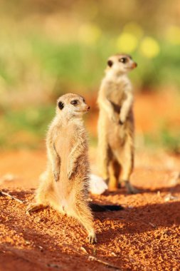 Mirket ya da suricata suricatta deliğin yakınında devriye gezer. Mirket sabah güneşinde ayakta duruyor ya da arka planda bir tane..