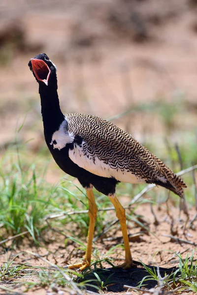 Northern Black Korhaan Afrotis Afraoides Also Known White Quilled Bustard — Stock Photo, Image