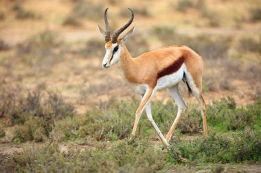 The springbok (Antidorcas marsupialis) adult male in the desert. Antelope on the sand.