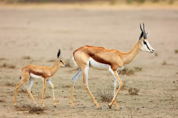 Springbok Antidorcas Marsupialis Fêmea Jovem Deserto Jovem Segue Mãe Enquanto — Fotografia de Stock