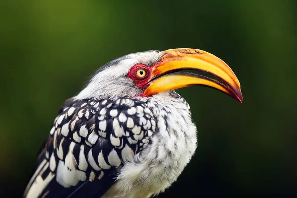 Southern Yellow Billed Hornbill Tockus Leucomelas Podtrait Green Background — Stock Photo, Image