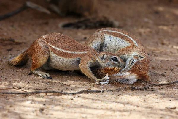 Scoiattolo Terra Del Capo Xerus Inauris Giovane Individuo Starnutisce Una — Foto Stock