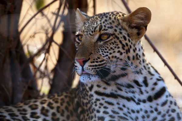 Leopardo Panthera Pardus Retrato Con Punta Lengua Que Sobresale Atardecer — Foto de Stock