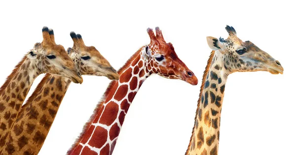 Südafrikanische Giraffe Giraffa Und Netzgiraffe Reticulata Und Thornicrofts Giraffe Thornicrofti — Stockfoto