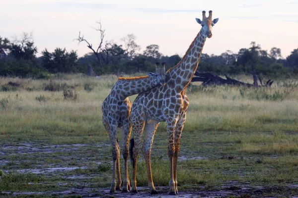 Ангольський Жираф Giraffa Camelopardalis Angolensis Також Відомий Намібійський Жираф Пара — стокове фото