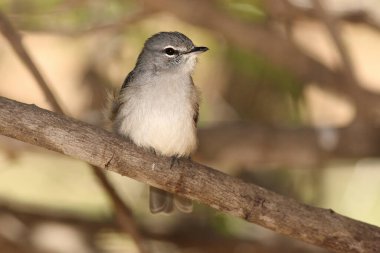 Afrika esmer sinekkapanı (Muscicapa adusta) dalda oturuyor