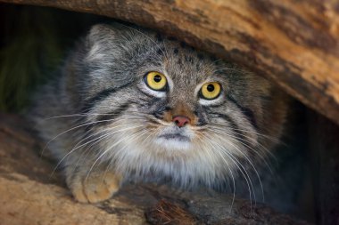Pallas kedisi (Otocolobus manul), Manul olarak da bilinir..
