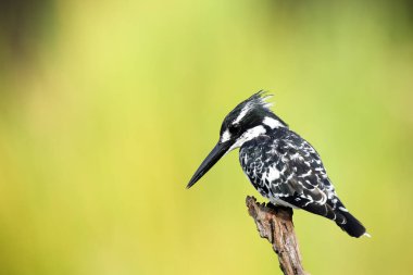 The pied kingfisher (Ceryle rudis) sitting on a branch witj green background. African kingfisher with green background. clipart