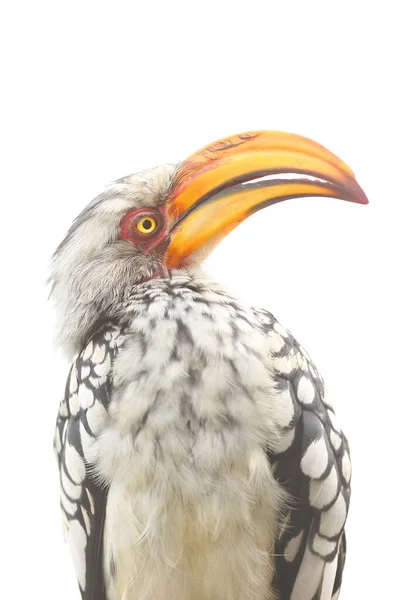 Hornbill Amarelo Faturado Sul Tockus Leucomelas Retrato Isolado — Fotografia de Stock