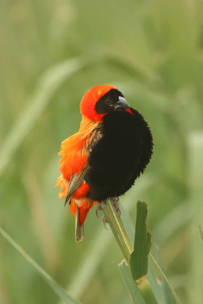 Bispo Vermelho Sul Bispo Vermelho Euplectes Orix Sentado Ramo Com — Fotografia de Stock