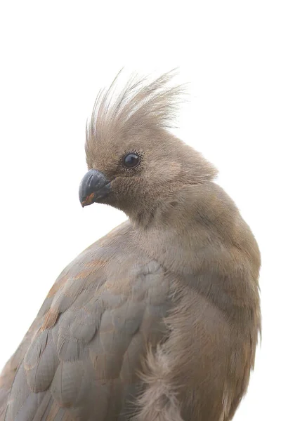 Detail Des Kopfes Mit Kamm Eines Grauen Wegfahrvogels Corythaixoides Concolor — Stockfoto