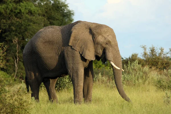 Der Afrikanische Buschelefant Loxodonta Africana Ist Ein Großes Männchen Einer — Stockfoto
