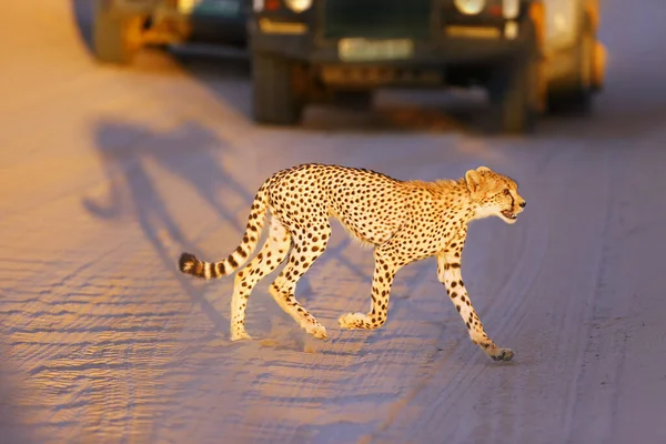 The young cheetah (acinonyx jubatus) runs the road between the cars. Cheetah in the late evening light on the road in the desert.