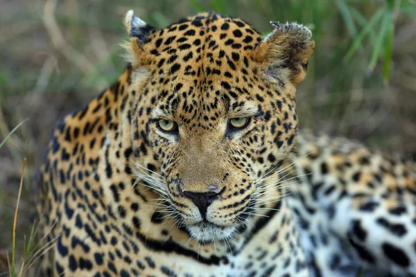 Леопард Пантера Пардус Портрет Літній Чоловік Шрами Після Бою — стокове фото