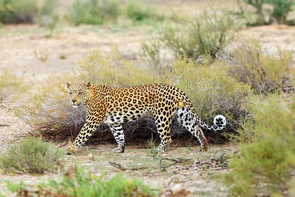 Afrikaanse Luipaard Panthera Pardus Pardus Wandelt Vroeg Ochtend Woestijn Jonge — Stockfoto