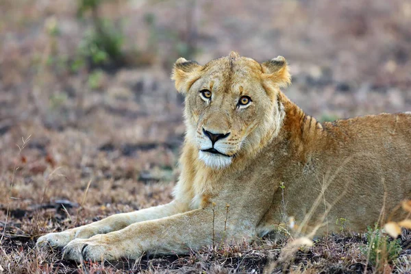 Λιοντάρι Της Νότιας Αφρικής Panthera Leo Melanochaita Νεαρό Αρσενικό Βράδυ — Φωτογραφία Αρχείου