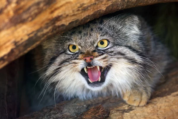 パラスの猫 オトコロブス マニュアル 露出した歯を持つ男の肖像画 マヌル とも呼ばれる — ストック写真