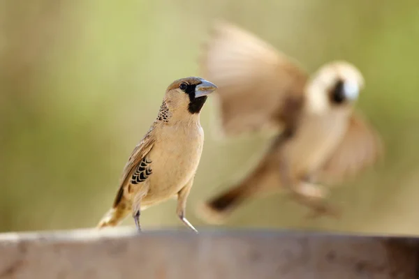 Tecelão Sociável Philetairus Socius Também Conhecido Como Tecelão Social Comum — Fotografia de Stock