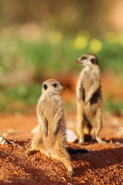 Suricate Suricate Suricata Suricatta Patrouille Près Trou Deux Individus Debout — Photo