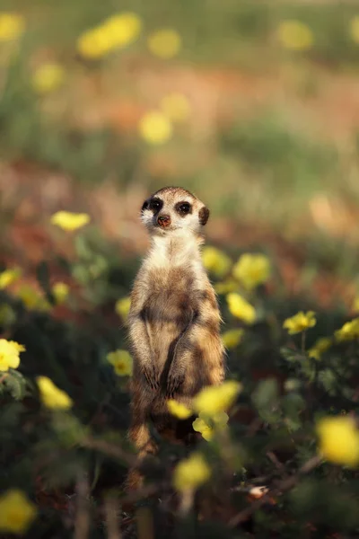 Suricate Suricate Suricata Suricatta Observe Position Typique Dans Désert Fleurs — Photo