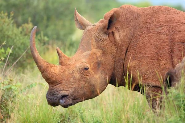 Rinoceronte Branco Rinoceronte Lábios Quadrados Ceratotherium Simum Retrato — Fotografia de Stock