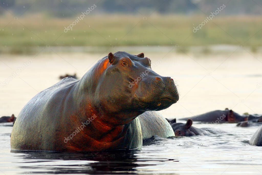 The common hippopotamus (Hippopotamus amphibius), or hippo emerges at dusk from the lake shore.