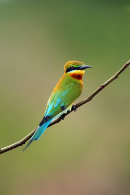 Dalda oturan mavi kuyruklu arı yiyici (Merops philippinus).