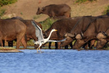 Göldeki gri balıkçıl (Ardea cinerea). Cape Buffalo sürüsünün arka planında dans eden balıkçıl..