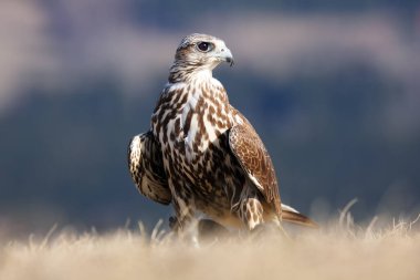 Saker Şahini (Falco cherrug), sarı çimlerin üzerinde oturan dişi..