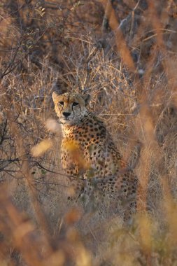 Çita (Acinonyx jubatus) çalılıklarda güzel bir sabah ışığında oturur.