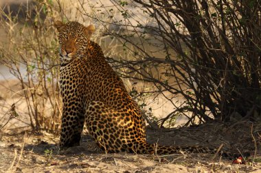 Afrika leoparı (Panthera pardus) suya yakın küçük bir vadide oturuyor ve avını bekliyor.