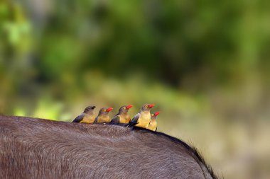 The red-billed oxpecker (Buphagus erythrorhynchus). Family sitting on buffalo back. clipart