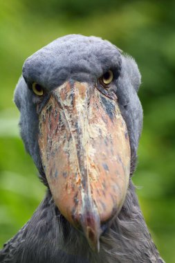 Ayakkabı gagası (Balaeniceps rex) ayrıca balina başı veya yeşil sazlıklardaki ayakkabı gagalı leylek portresi olarak da bilinir.