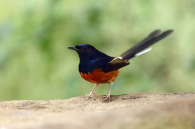 Taşın üzerinde oturan beyaz popolu şama (Copsychus malabaricus).