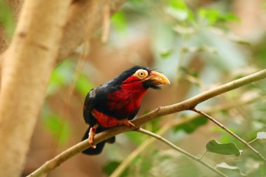 Dalın üzerinde oturan sakallı barbet (Lybius dubius).