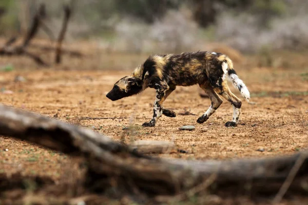 Afrika Vahşi Köpeği Lycaon Pictus Afrika Avcılığı Afrika Boyalı Köpeği — Stok fotoğraf