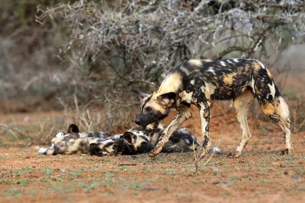 Der Afrikanische Wildhund Lycaon Pictus Auch Bekannt Als Afrikanischer Jagdhund — Stockfoto