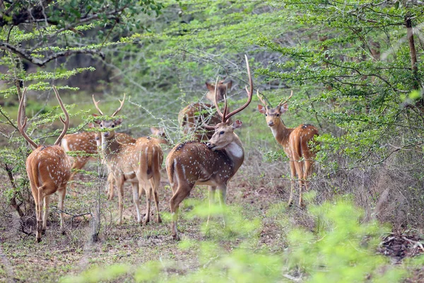 Axis Axis Ceylonensis 실론은 수풀에 무리인 사슴을 발견하였다 — 스톡 사진