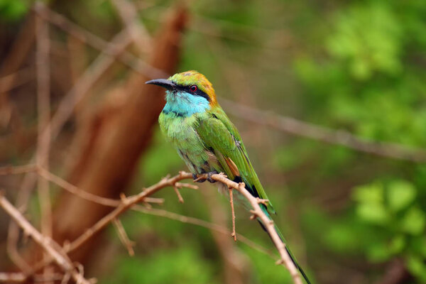 The green bee-eater (Merops orientalis) sometimes little green bee-eater sitting on the branch